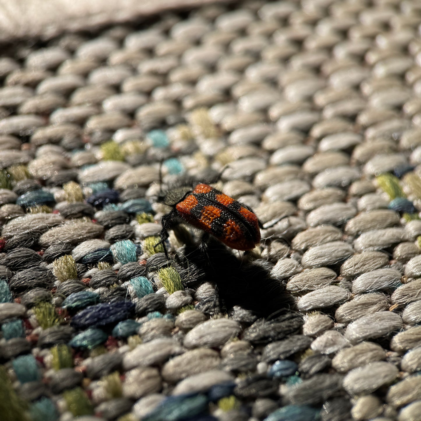 F0CAL CLOSER Macro 75mm — Lo invisible, visible